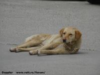 Imagine atasata: Brithouse - 2015.04.05 - 04.jpg